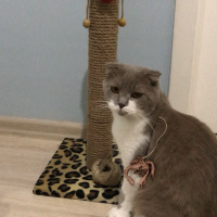 Scottish Fold, Kedi  Pamuk fotoğrafı