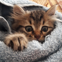 Chinchilla, Kedi  Matmazel fotoğrafı