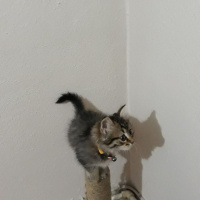 Chinchilla, Kedi  Matmazel fotoğrafı
