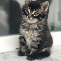 Tekir Kedi, Kedi  Pofuduk ve Tombik fotoğrafı