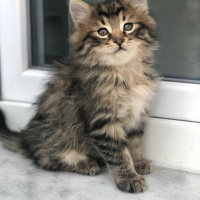 Tekir Kedi, Kedi  Pofuduk ve Tombik fotoğrafı