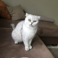 Scottish Fold, Kedi  Gümüş fotoğrafı