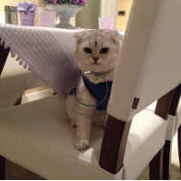 Scottish Fold, Kedi  Gümüş fotoğrafı