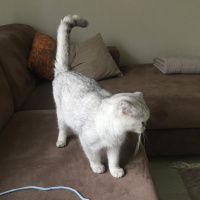 Scottish Fold, Kedi  Gümüş fotoğrafı