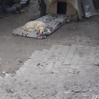Golden Retriever, Köpek  Rasha fotoğrafı