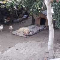 Golden Retriever, Köpek  Rasha fotoğrafı
