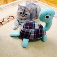 Chinchilla, Kedi  Mia fotoğrafı
