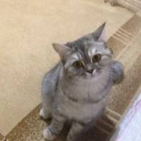 Chinchilla, Kedi  Mia fotoğrafı