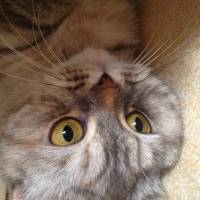 Chinchilla, Kedi  Mia fotoğrafı