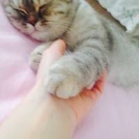 Chinchilla, Kedi  Mia fotoğrafı