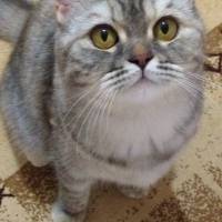 Chinchilla, Kedi  Mia fotoğrafı