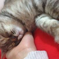 Chinchilla, Kedi  Mia fotoğrafı