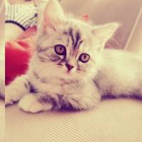 Chinchilla, Kedi  Mia fotoğrafı