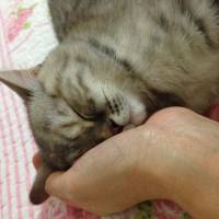 Chinchilla, Kedi  Mia fotoğrafı
