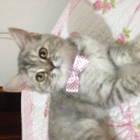 Chinchilla, Kedi  Mia fotoğrafı