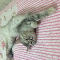 Chinchilla, Kedi  Mia fotoğrafı