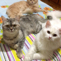 Chinchilla, Kedi  Mia fotoğrafı
