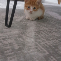 Sarman, Kedi  Şeref fotoğrafı