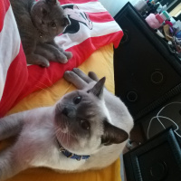 British Shorthair, Kedi  Mia fotoğrafı
