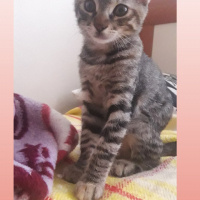 Tekir Kedi, Kedi  Şanslı fotoğrafı