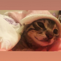 Tekir Kedi, Kedi  Şanslı fotoğrafı