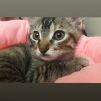 Tekir Kedi, Kedi  Şanslı fotoğrafı