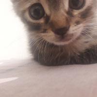 Tekir Kedi, Kedi  Şanslı fotoğrafı