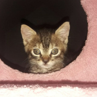 Tekir Kedi, Kedi  Şanslı fotoğrafı