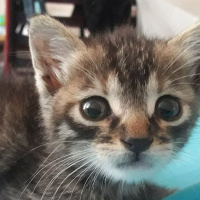 Tekir Kedi, Kedi  Şanslı fotoğrafı