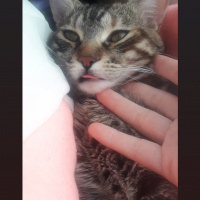 Tekir Kedi, Kedi  Şanslı fotoğrafı