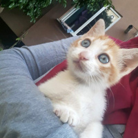 Tekir Kedi, Kedi  Şanslı fotoğrafı