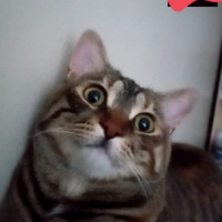 Tekir Kedi, Kedi  Şanslı fotoğrafı