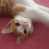 Tekir Kedi, Kedi  Şanslı fotoğrafı