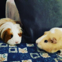 Guinea Pig, Kemirgen  tarçın fotoğrafı