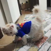 İran Kedisi (Persian), Kedi  PAŞA fotoğrafı