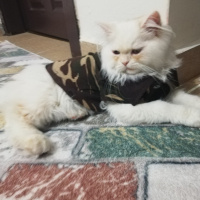 İran Kedisi (Persian), Kedi  PAŞA fotoğrafı