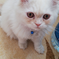 İran Kedisi (Persian), Kedi  PAŞA fotoğrafı