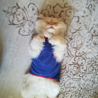 İran Kedisi (Persian), Kedi  PAŞA fotoğrafı