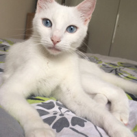 Ankara Kedisi, Kedi  kuzu fotoğrafı