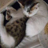 Tekir Kedi, Kedi  PisiPisi fotoğrafı