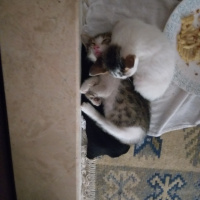Tekir Kedi, Kedi  PisiPisi fotoğrafı