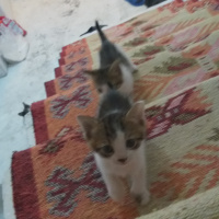 Tekir Kedi, Kedi  PisiPisi fotoğrafı
