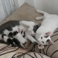 Tekir Kedi, Kedi  PisiPisi fotoğrafı