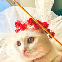 Scottish Fold, Kedi  Mişa fotoğrafı