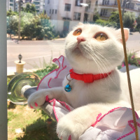 Scottish Fold, Kedi  Mişa fotoğrafı