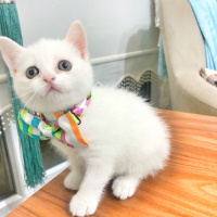 Scottish Fold, Kedi  Mişa fotoğrafı