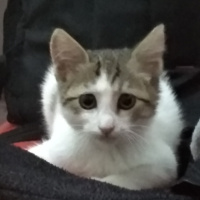 Tekir Kedi, Kedi  Senna fotoğrafı