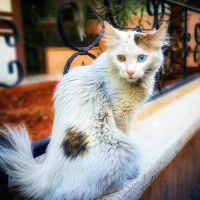 Van Kedisi, Kedi  ŞAHANE fotoğrafı