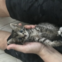 Tekir Kedi, Kedi  Bızbız fotoğrafı