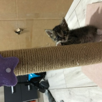 Tekir Kedi, Kedi  Bızbız fotoğrafı